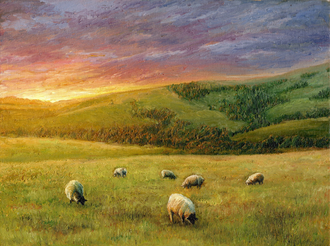 původní krajina - ovce brzy ráno