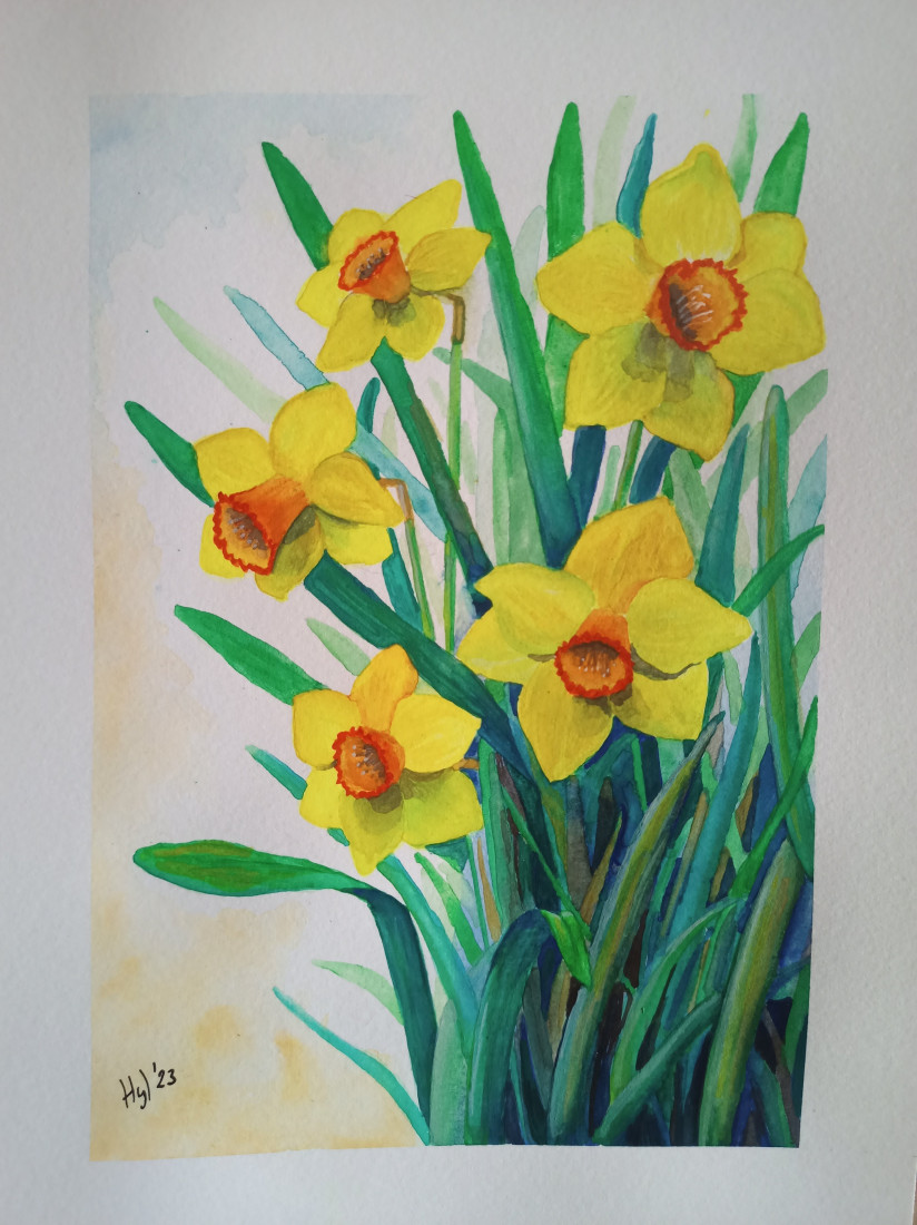 Narcisy