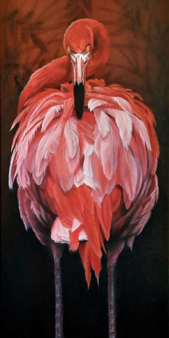 Flamingo