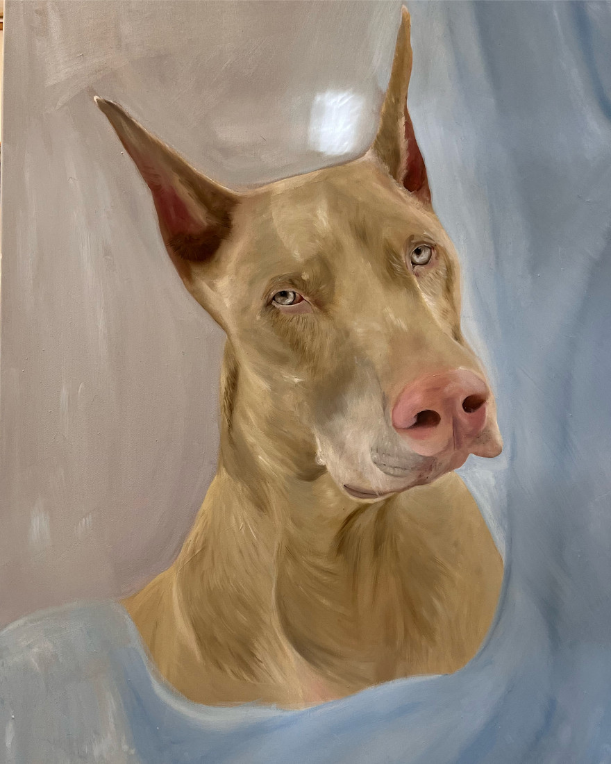Bílý doberman