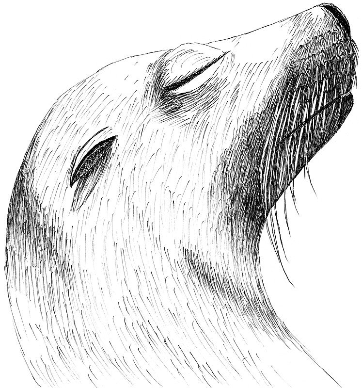 Sea Lion