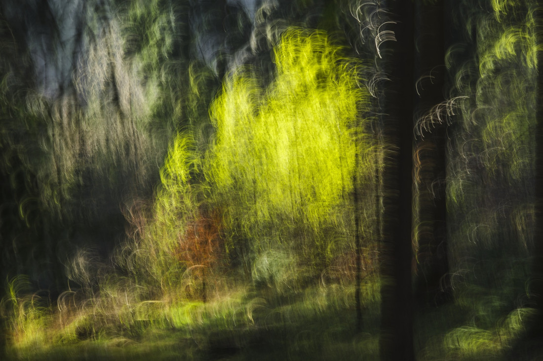 Magic forest II