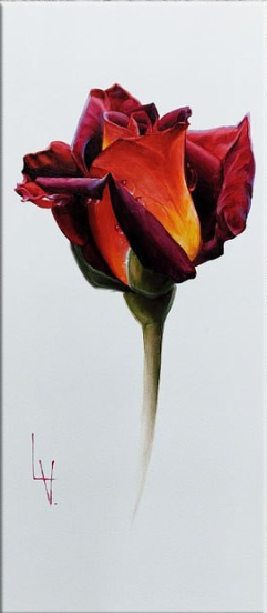 Fire Rose