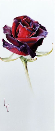 Rose Of Passion