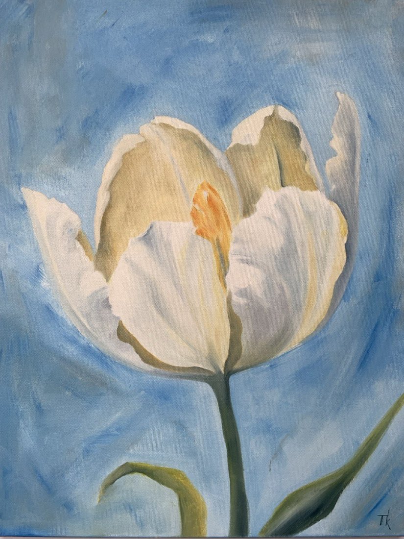 Bílý tulipán