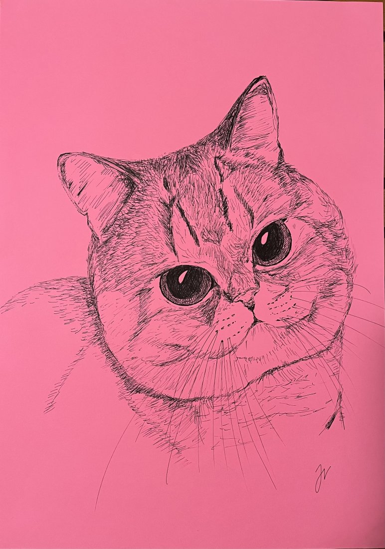 Kocour růžový