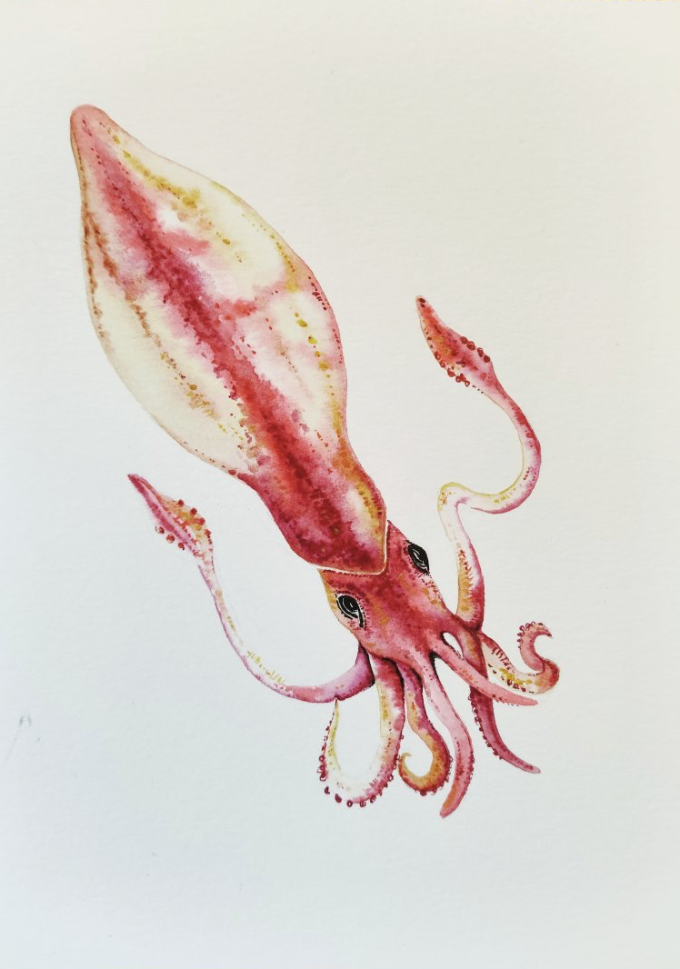 Sépie