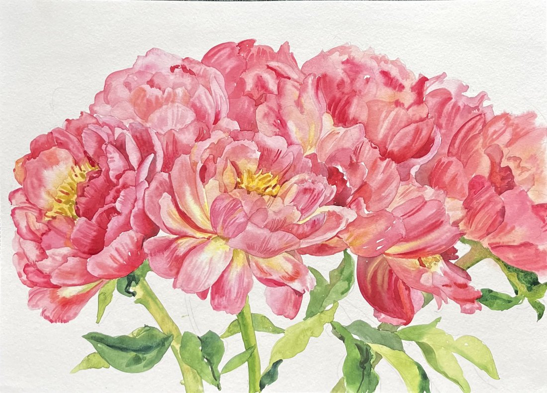 Coral Peonies