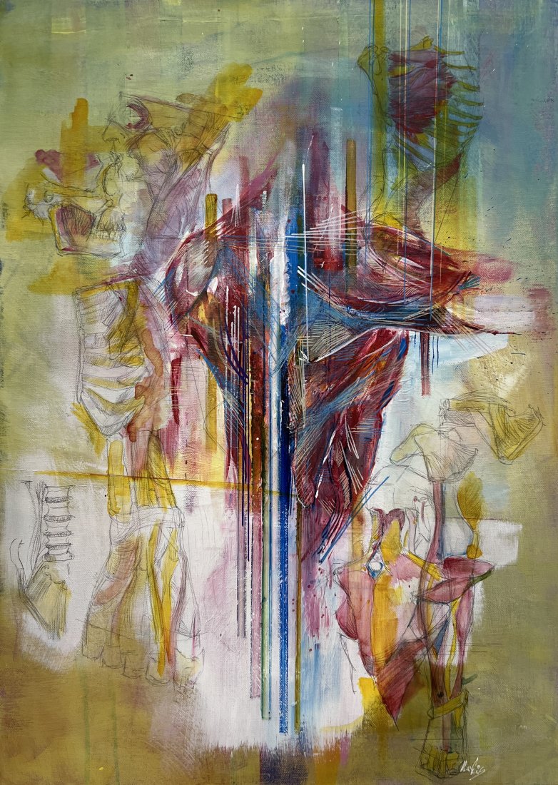 anatomické linie