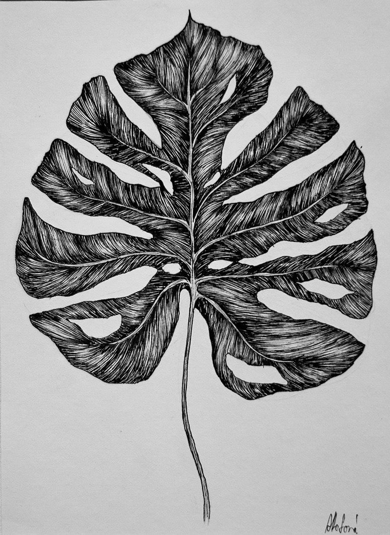 Monstera