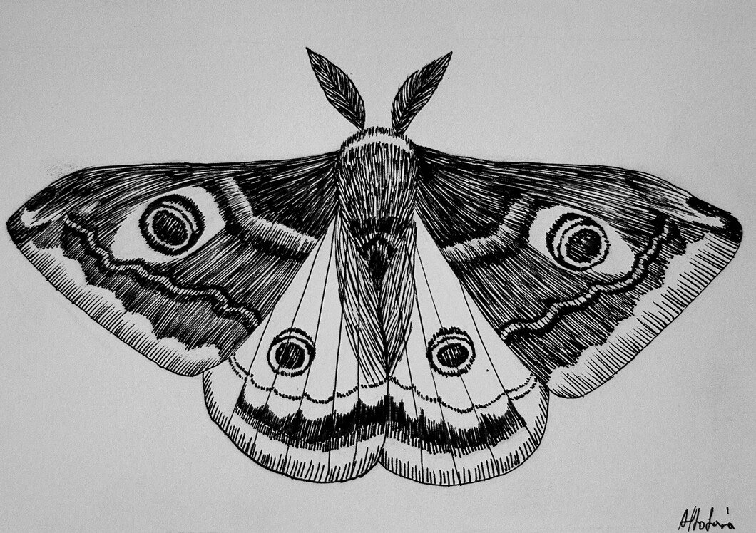 Saturnia pavonia