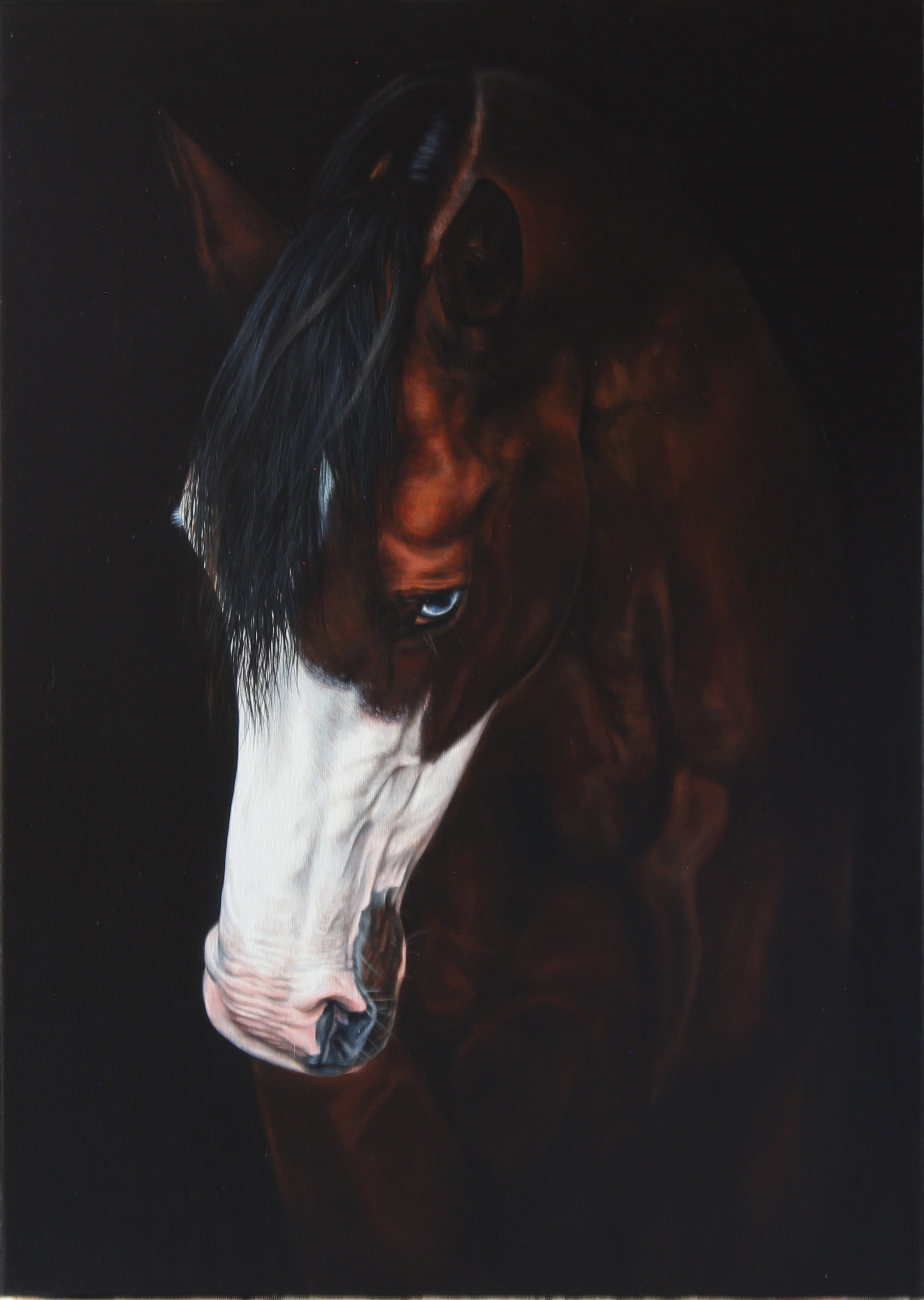 Horse - Modroočko (Ló – Kék szemű)