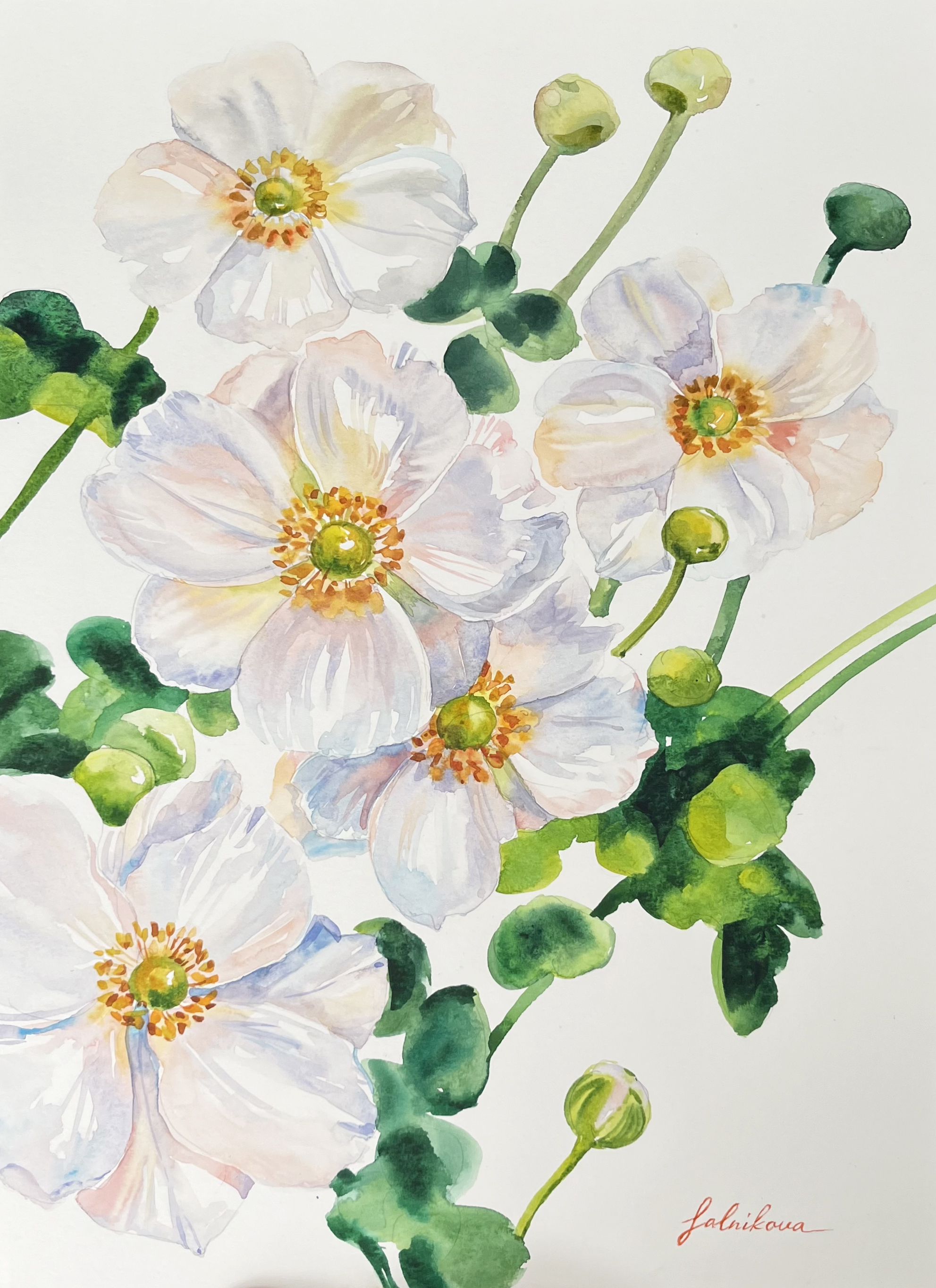 White Anemones