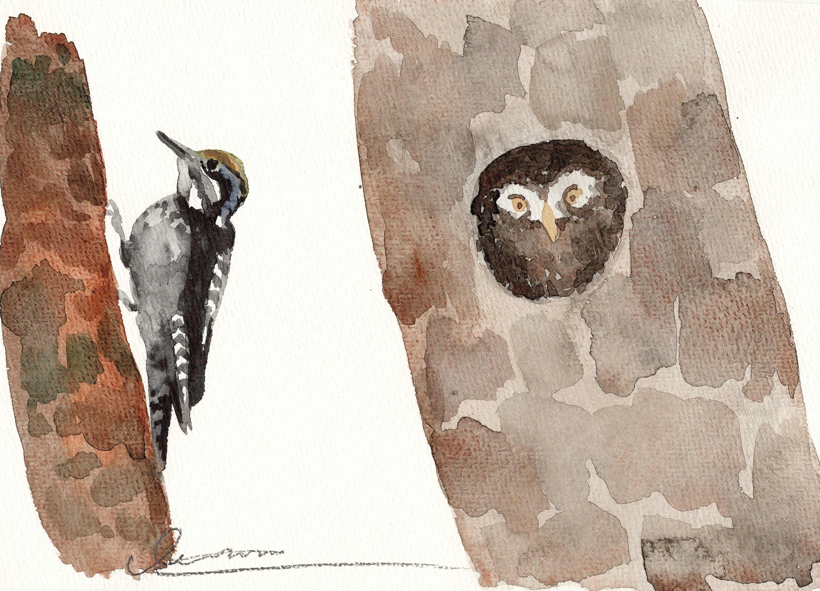 Owl and woodpecker