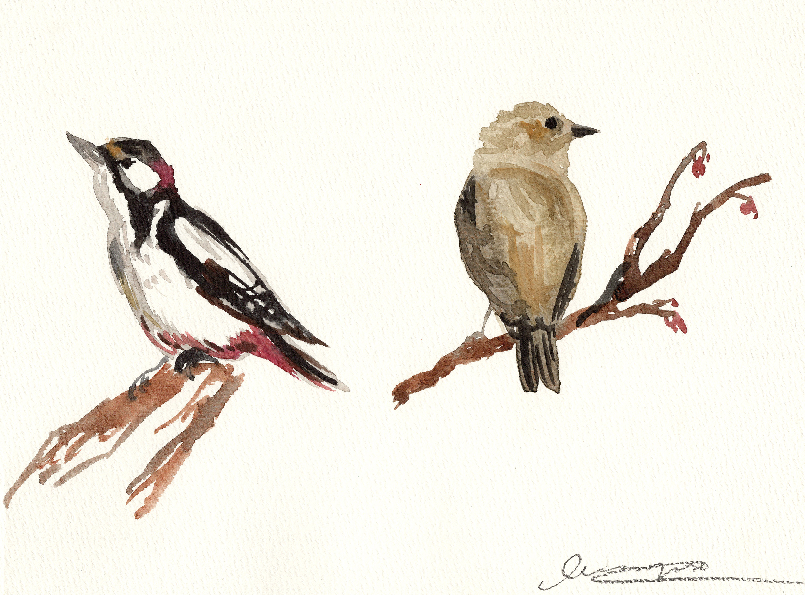 Birds