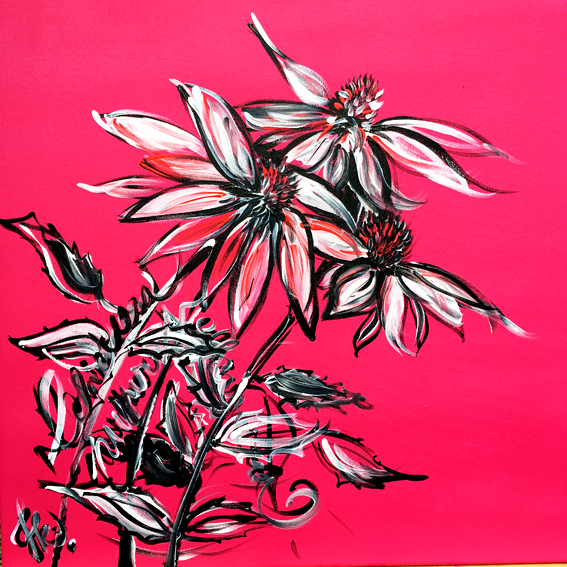 KRÁLOVNA ECHINACEA