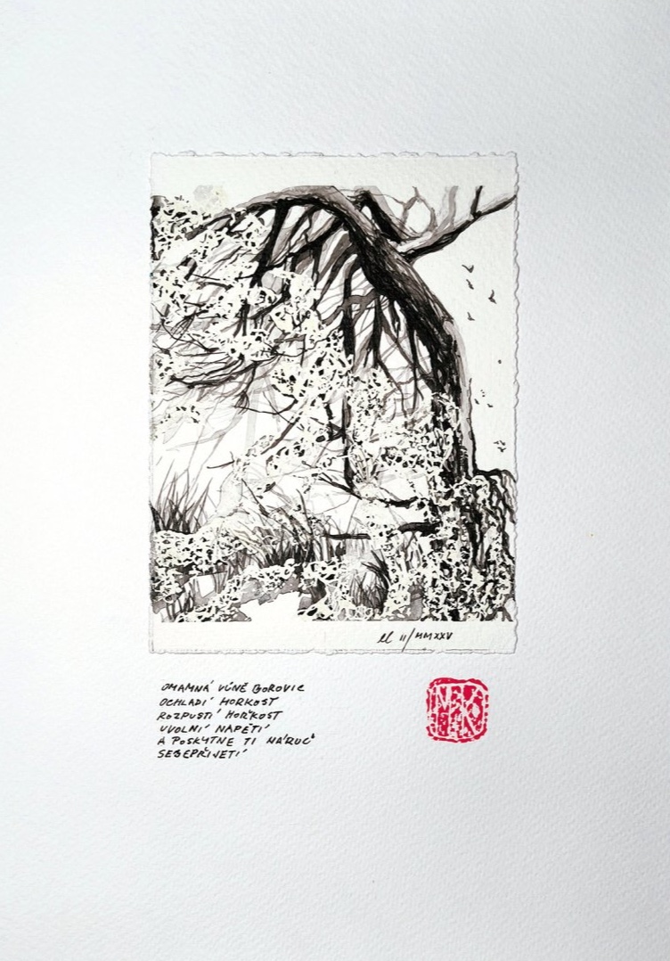 Omamná vůně borovic (The intoxicating scent of pine trees)