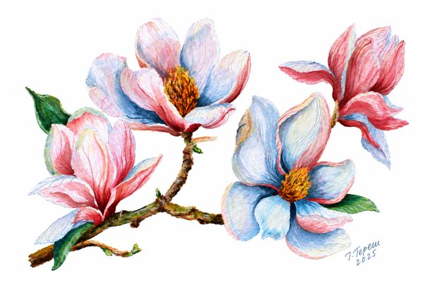 Magnolia Harmony